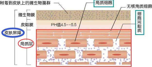 皮肤屏障结构