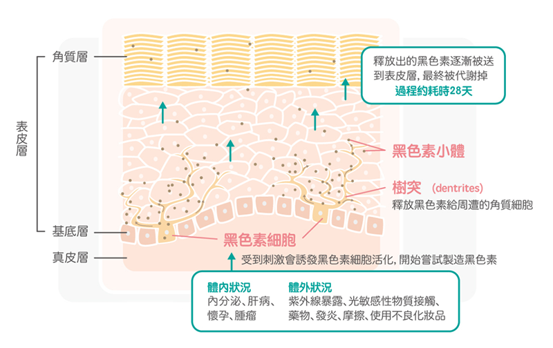 黑色素细胞